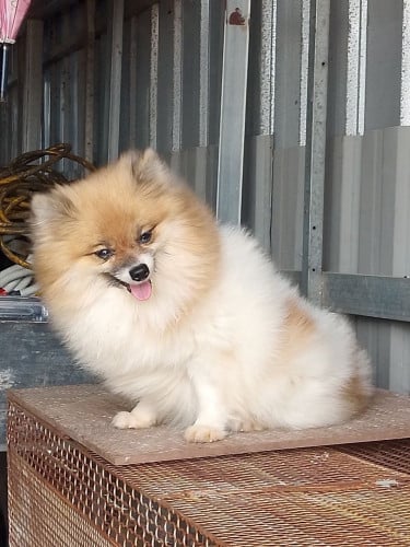 ស្រលាញ់ឆាតមកបានបងៗញី