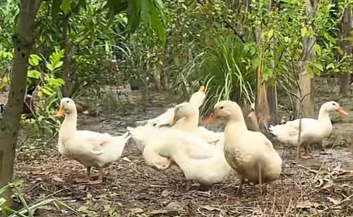 មេបាពូជមួយ10$