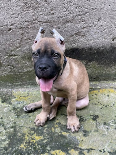 Cane corso pure breed