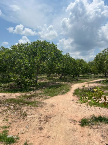 ដីចំការស្វាយចន្ទីលក់បន្ទាន់