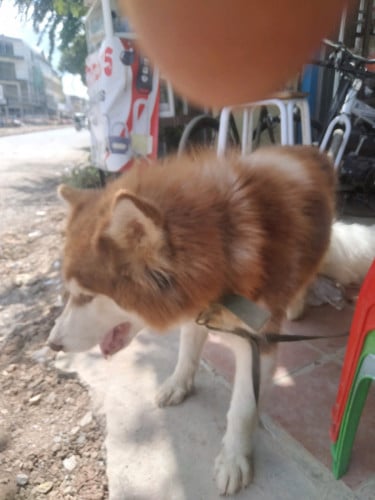 លក់អាឡាស្កាពូជសុទ្ធញី