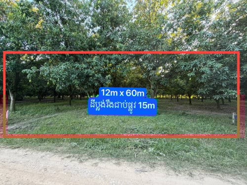 ដីចំការស្វាយលក់ 12m x 60m