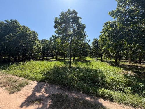 ដីចំការលក់ ទំហំ: 22.50m x 53m