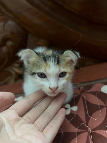 ពូជត្រចៀកបាក់កាត់ អត់សូវមានពេលមេីលថែ