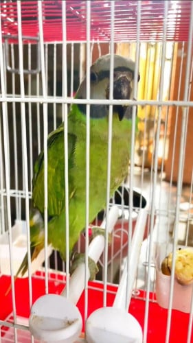 លក់សេកសក 35$ (បានទាំងទ្រុង)ឈប់ចិញ្ចឹម