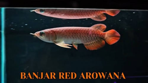 នាគទឹកក្រូច 95$ មានសំបុត្រកំណើត នឹង លេខកូខត្រី