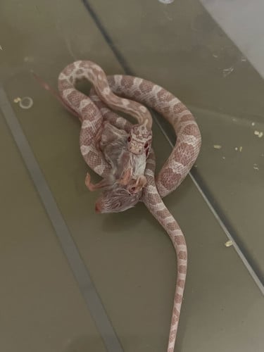 Snow Corn snake អាយុ5ខែ​ស្រួលចិញ្ចឹមស្រួលសុីfreeកូនកណ្តុល10