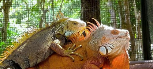 បងៗណាត្រូវការទិញដាក់លំអរ ហាង ញ្ស្លូតណាស់ អីលូវធំ១ចូល3kg ញី ឈ្មោល (តំលៃអាចចរចាបានទៀត)