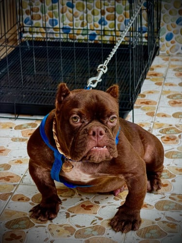 ពូជសាច់ដុំ អាយុ 5 ខែចេះខ្លាំង ភេទប្រុស ស្លូតស្រួលចិញ្ចឹមណាស់ចាក់វ៉ាក់សាំងគ្រប់ មួយជិវិត ️