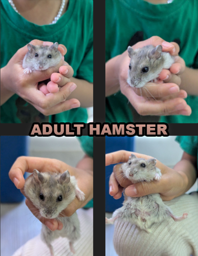 🐹💖 Cute Hamster Available! 💖🐹