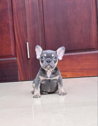 French bulldog VIP មាន ឈ្មោល& ញី