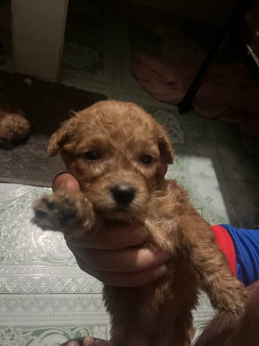 Poodle. សុទ្ធ​