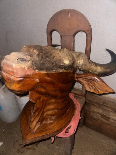 លក់ស្នែងសត្វខ្ទីងពិត