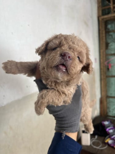 ពូជPoodle មានញីឈ្មោល​