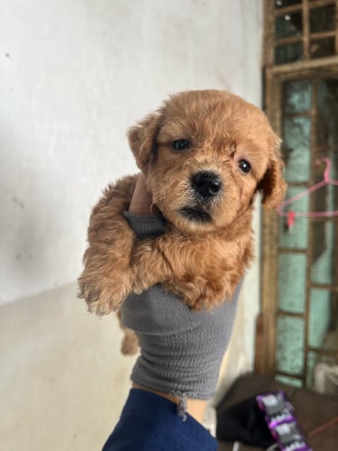 ឆ្កែ​ Poodle 1ខែ​