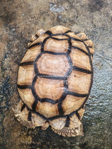 អណ្ដើកsulcataធំកន្លះម៉ែត្រជាងកាលទិញ 1000 ដុល្លារជាង។អណ្ដើកsulcataធំកន្លះម៉ែត្រជាងកាលទិញ