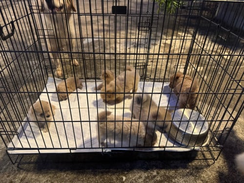 Pom and Pom mix Poodle