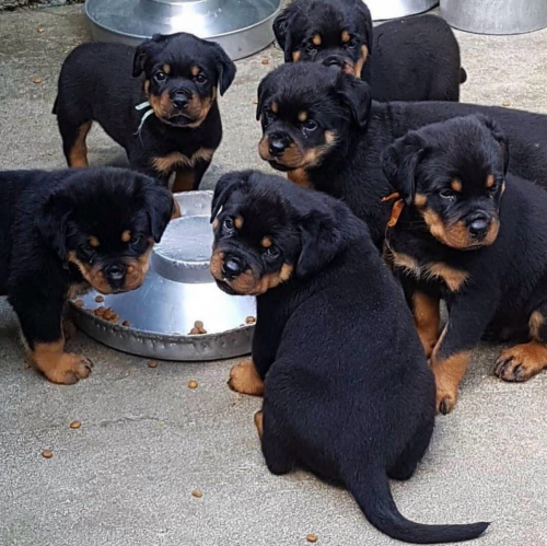 Rottweiler