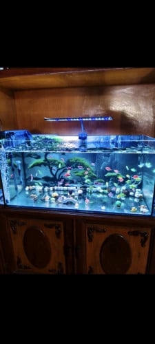 អំពូលភ្លើងភ្លឺខ្លាំងល្អ អាចដាំរុក្ខជាតិបាន ប្រវែង4តឹក បង្វិលបាន360ដឺក្រេ