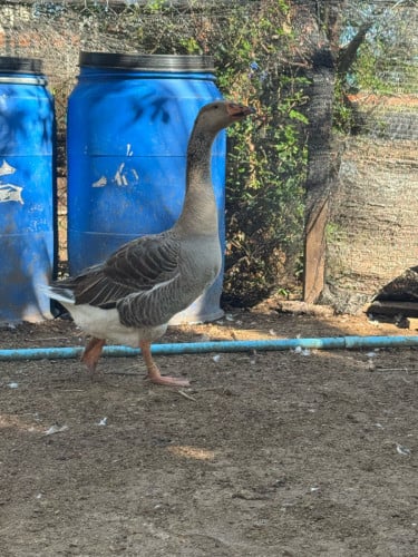 ក្ងានទូលូសកាត់ក្ងានស្រែទម្ងន់5kg ឈ្មោល