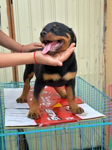 Rottweiler puppy in Phnom Penh