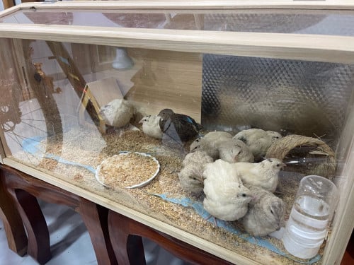 លក់ទ្រុងក្រួច និង ក្រួច៦ក្បាល់