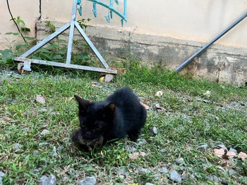 ឆ្មាពូជ ម៉កជី