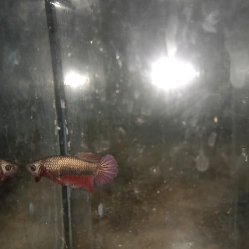 មានបោះដុំត្រីក្រឹមតាំងអលំ