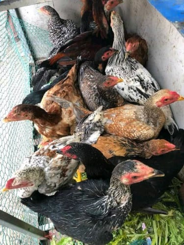 សួស្តីបងប្អូន មានលក់មាន់ស្រែ100%ធានាតំលៃក្រោមទីផ្សារ