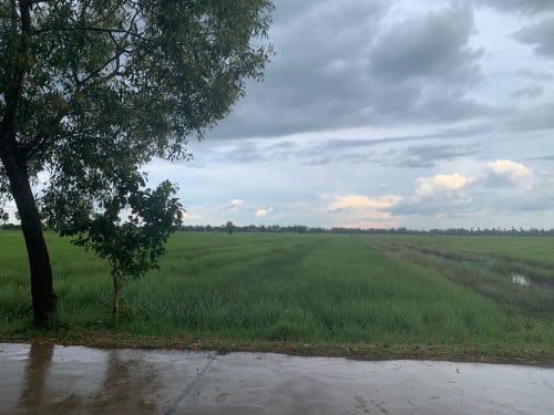 ដីភូមិលក់ផ្លូវបេតុង5m