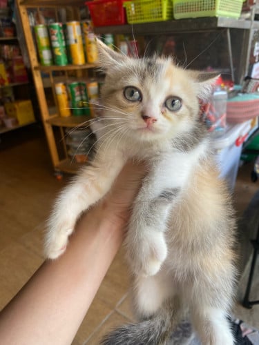 British shorthair 3color