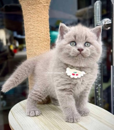 British Shorthair