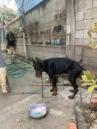 Doberman ឈ្មោលកាត់ត្រចៀកហើយ តម្លៃល្អសម្រាប់បងៗស្រលាញ់វា