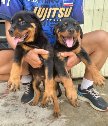 Pure breed Rottweiler male puppy