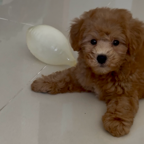 Toy Poodle VIP ឈ្មោល