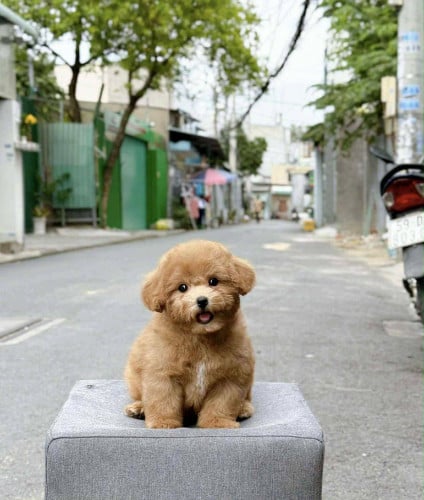 Toy Poodle VIP