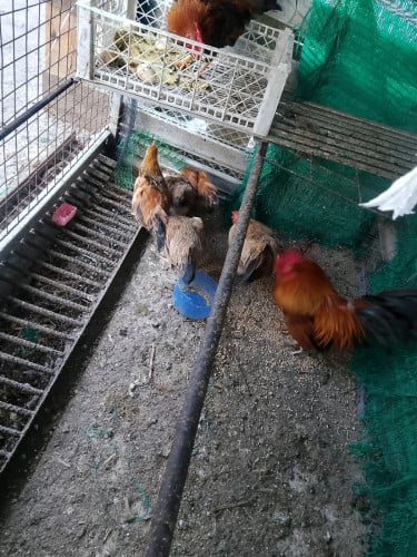 លក់មាន់រាសី7ក្បាល់តំលៃ50$ដាច់