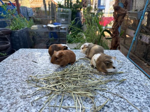 កូនកណ្ដុលAmerican short hair