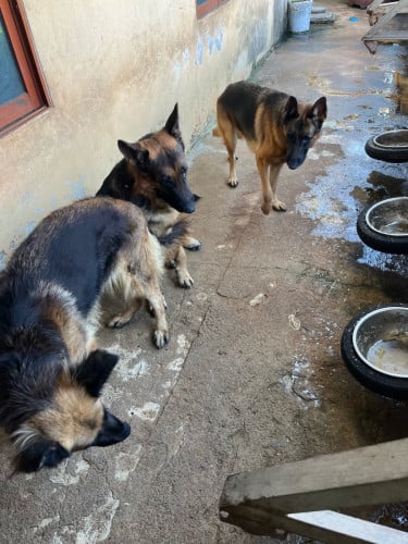 លក់gsd មានឈ្មោលមានញីធូថ្លៃ