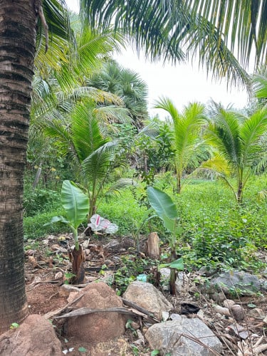 ដីលក់បន្ទាន់