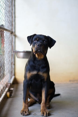 Rottweiler 4,5 Months old over