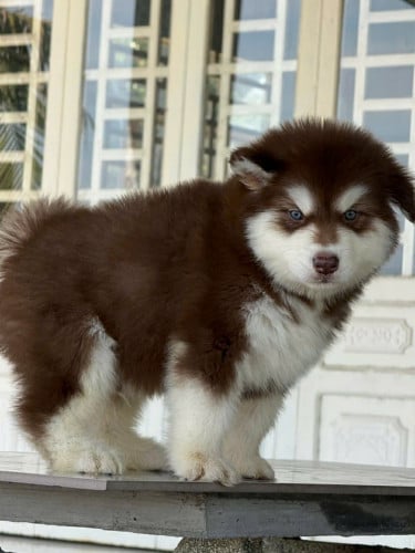 Alaska original 100%