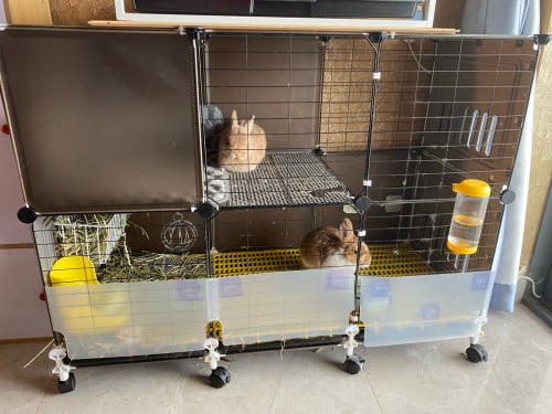 dwarf netherland rabbits and cage