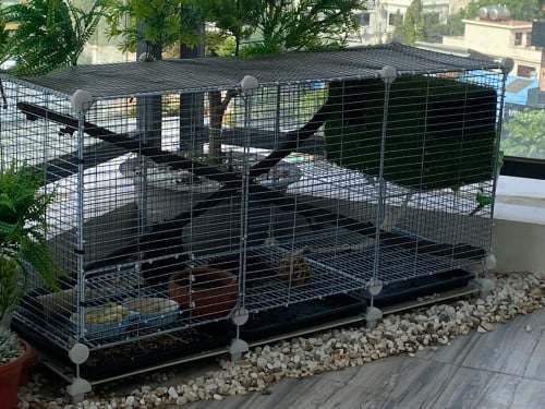 male and female squirrels with cage