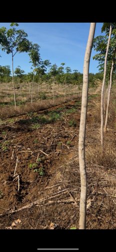 កៅស៊ូលក់12.5ហ #ស្រុកមេមត់ #ខេត្តត្បូងឃ្មុំ