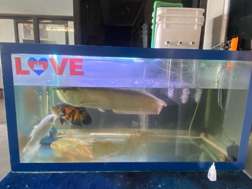 ទូ 150*60*60 10លី ទាំងត្រីនឹងសម្ភរះ 250$ចចារ