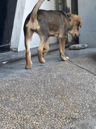 bella German Shepherd mix age 3 months understanding 100%