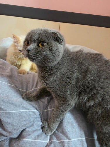 British Shorthair Girl 5 Month Old Already Vaccine