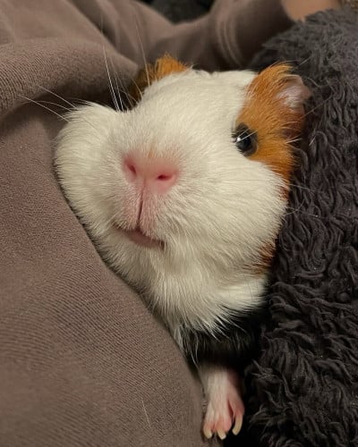 Guinea pigg