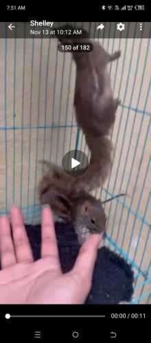 Pair small squirrels